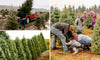 Christmas Tree Farm - Row of Evergreen Trees, Cutting Your Own Christmas Tree, Loading A Tree on Truck