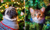 Split holiday image of a dog in an ugly christmas sweater in front of a brightly lit Chrstmas Tree and a curious cat stuck in an artificial Christmas Tree