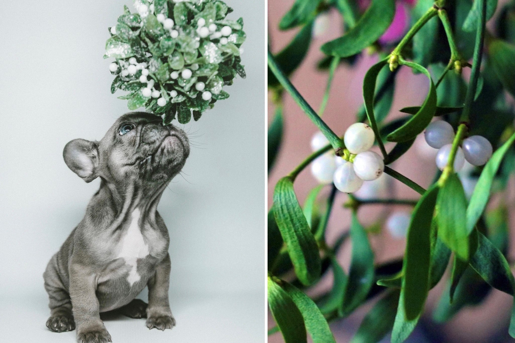 Mistletoe, a holiday tradition