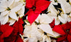 Red Poinsettias and White Poinsettias Mixed Together For Colorful Holiday Decor This Christmas 