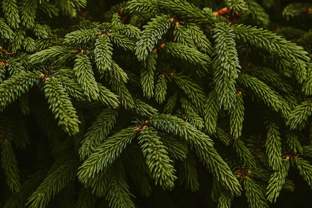 Artificial Christmas Tree Needles