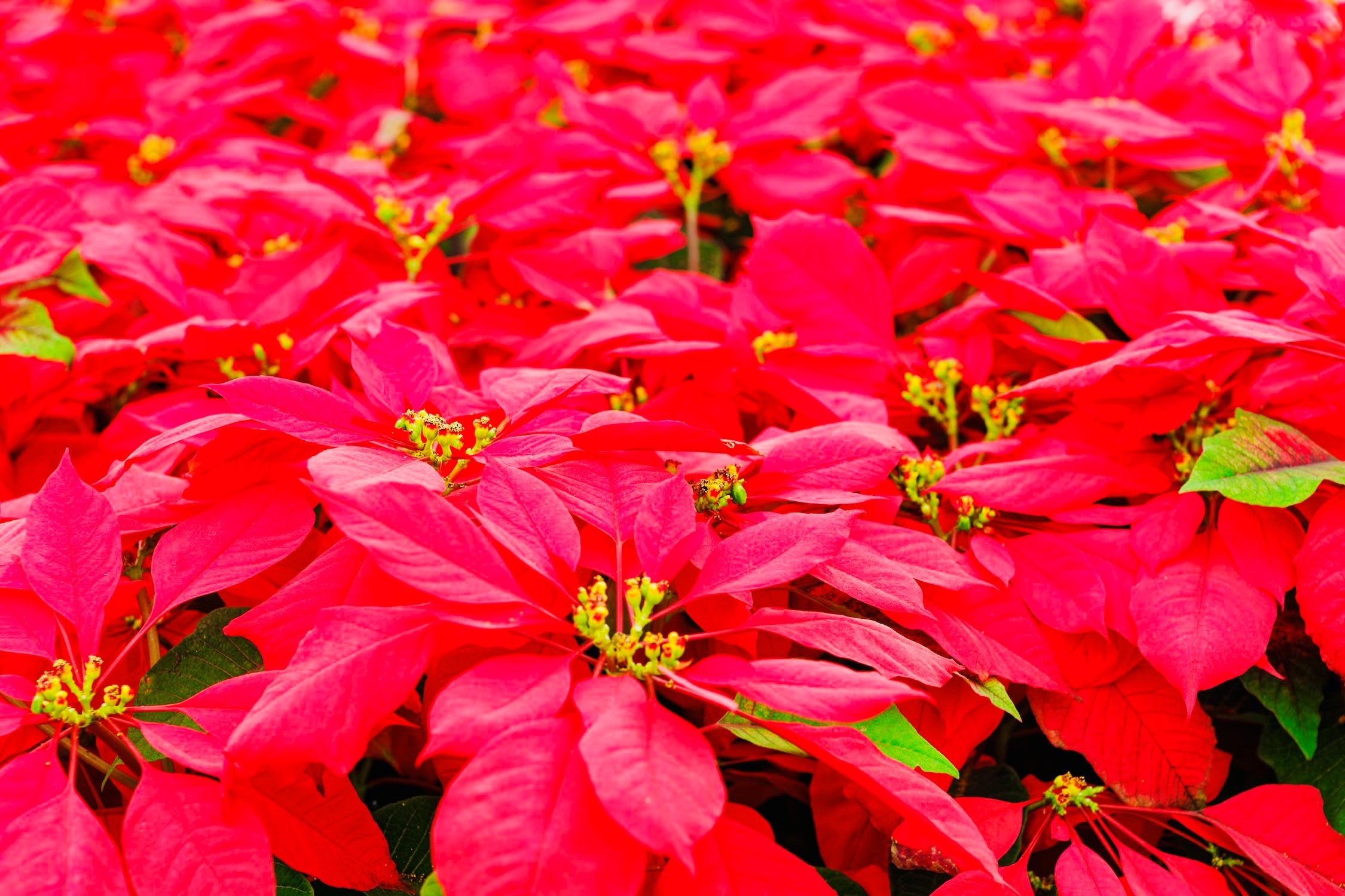 Red Poinsettias On Display For Christmas In A Holiday Decor Display