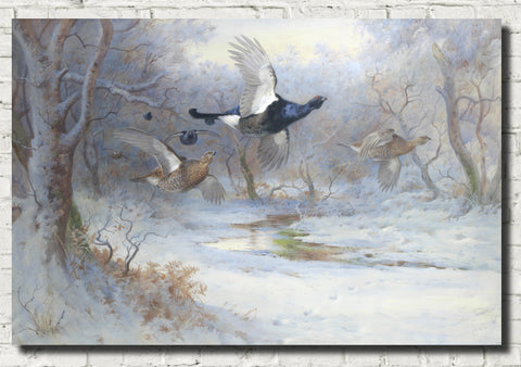 blackcock-and-grouse-in-flight-winter-archibald-thorburn-birds-print