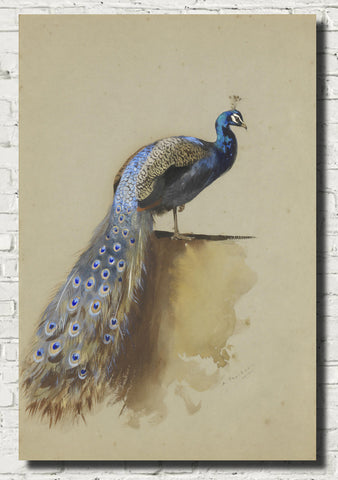 peacock-archibald-thorburn-birds-print