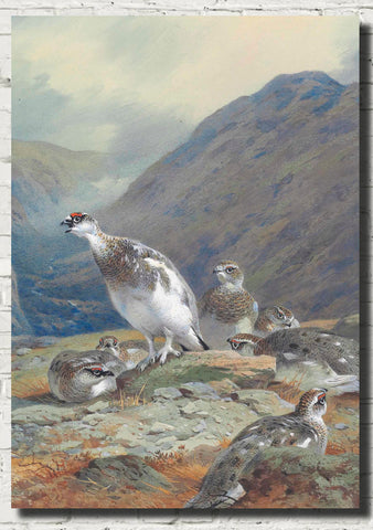 ptarmigan-in-mid-plumage-on-a-rocky-outcrop-above-a-glen-archibald-thorburn-birds-print