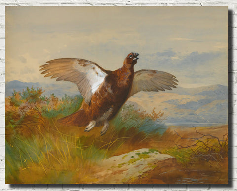 red-grouse-in-flight-archibald-thorburn-birds-print