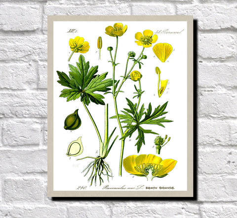 Meadow Buttercup Print Vintage Book Plate Art Botanical Illustration ...