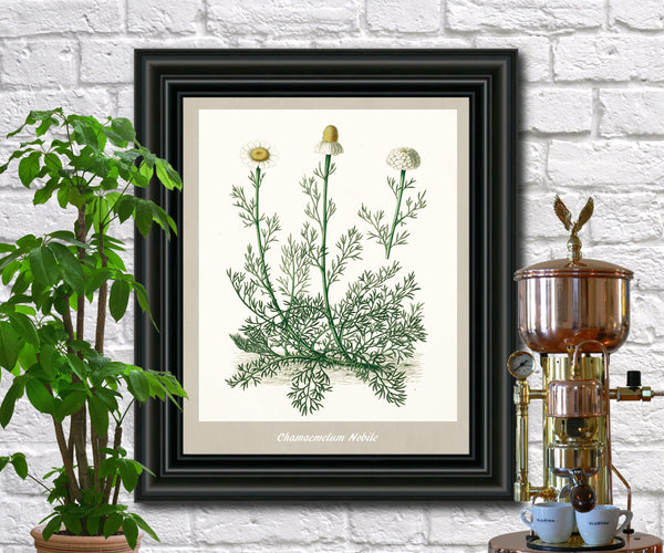 Chamomile Print Vintage Botanical Illustration Poster – GalleryThane