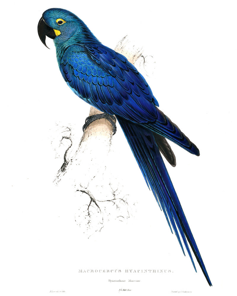 hyacinth macaw drawing