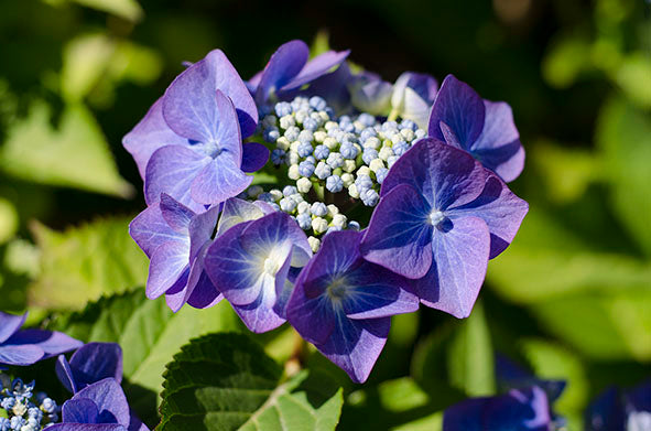 Lomond Paper Co - Hydrangeas