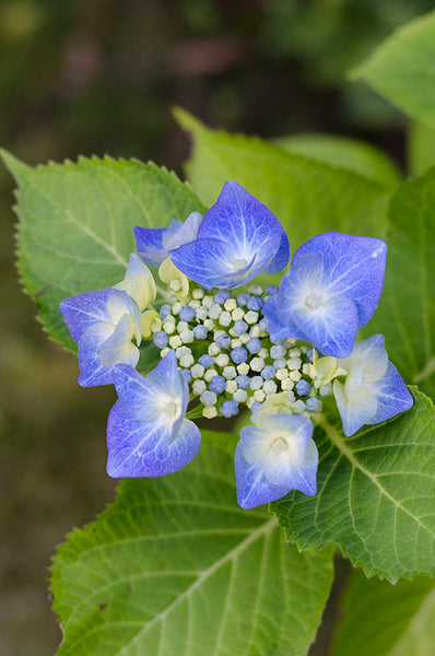 Lomond Paper Co - Hydrangeas