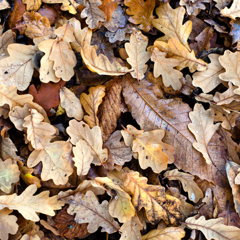 Lomond Paper Co. - Leaves