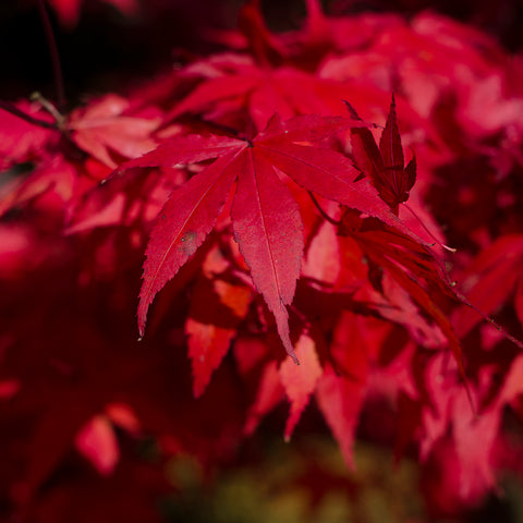 Lomond Paper Co. - Leaves