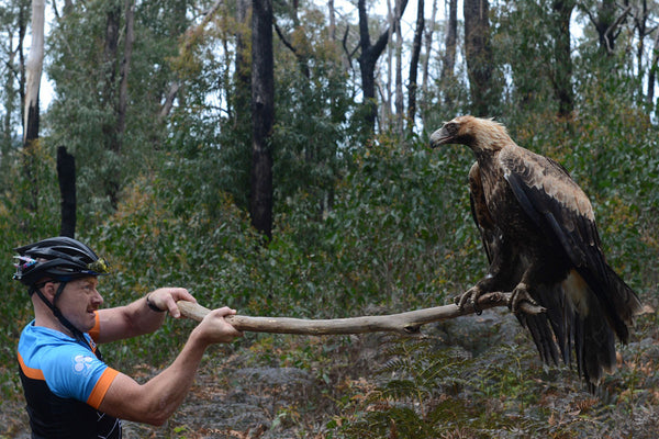 Wedgetail Eagle Rescue Best Bike Ride Ever Fyxo