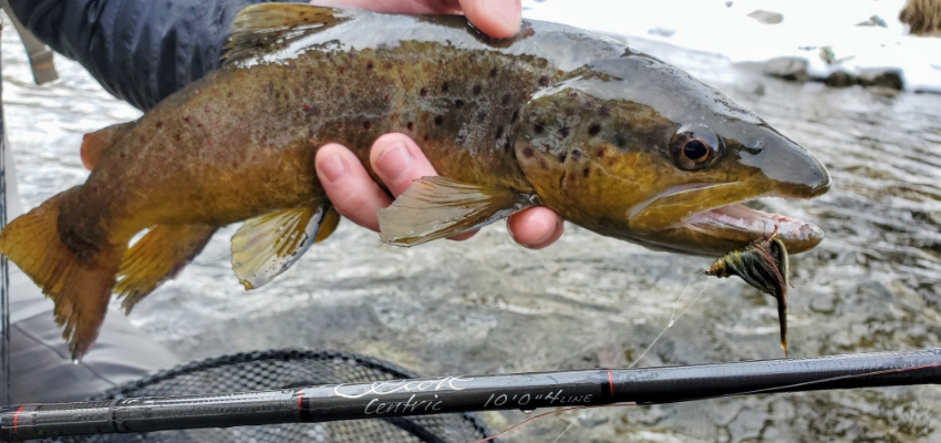 Gear Review - Scott Centric 10' 4wt Review — TCO Fly Shop