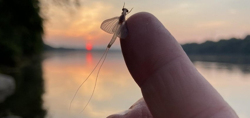 Night Fishing The White Flies — TCO Fly Shop