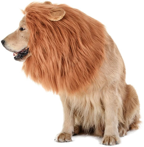lion mane, brown dog, sitting dog, dog wearing lion mane, dog lion mane