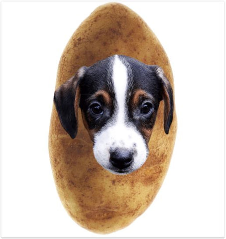 potato, puppy, potato pup