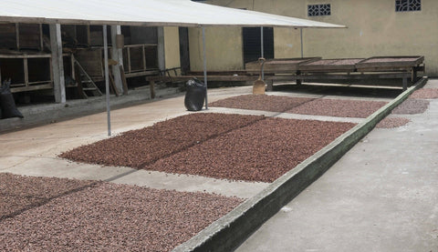 cacao beans drying