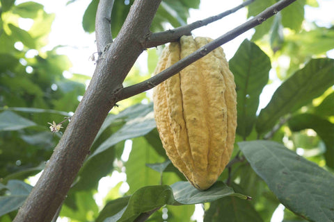 chocolate bean pod