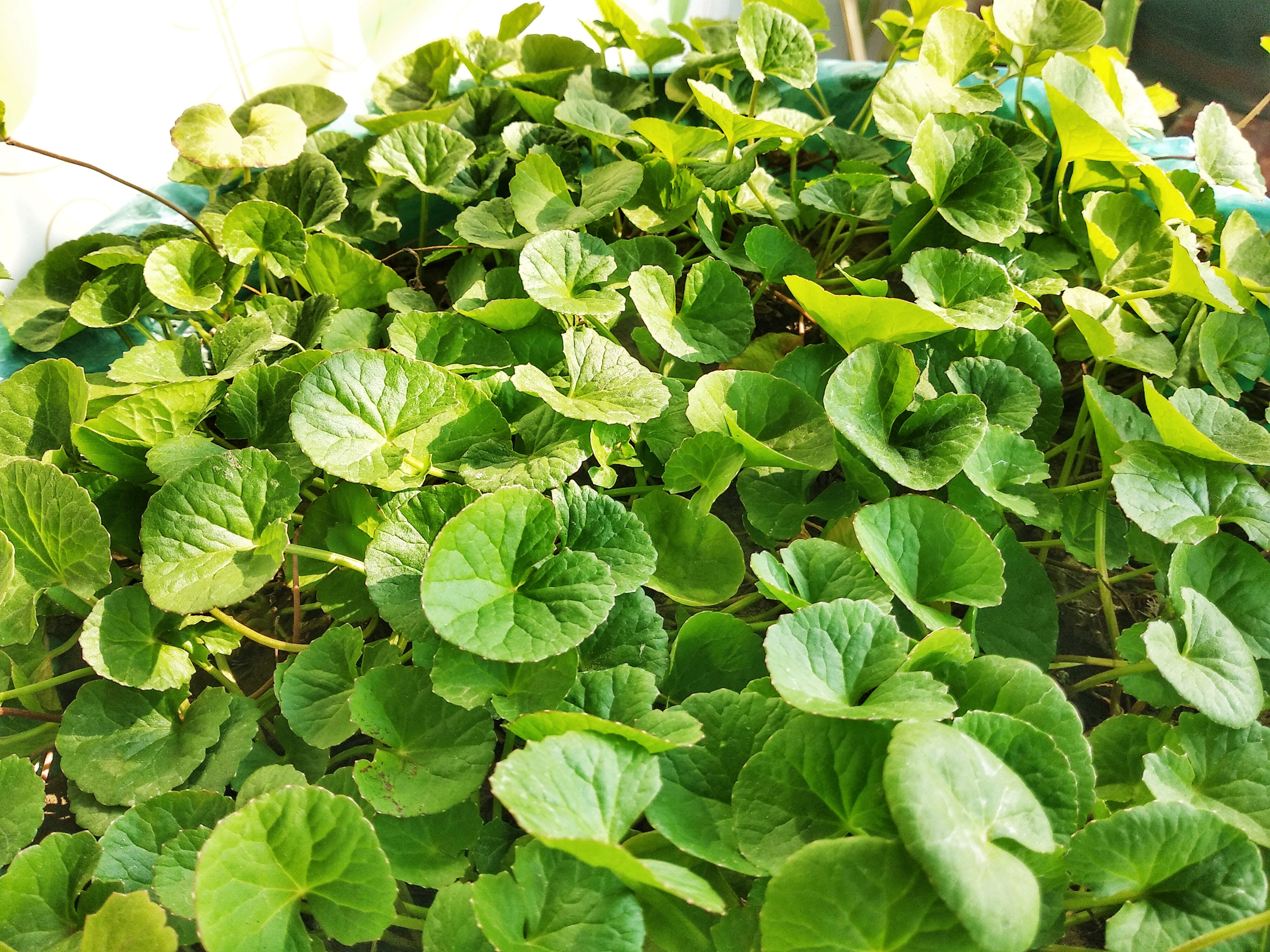 Готу кола польза. Центелла азиатская Centella Asiatica. Центелла Готу кола. Centella Asiatica растение. Центеллы азиатской (Готу кола.