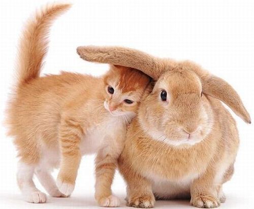 cat and bunny 11-7-2014