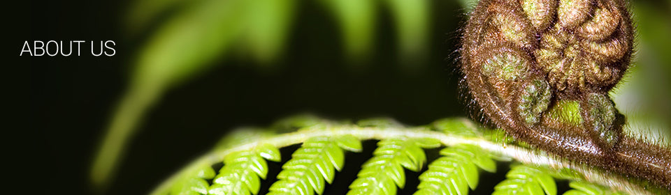 About us title header with New Zealand fern frond koru