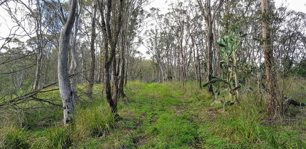 bunya mountains cycling