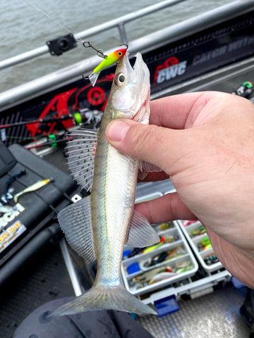 Small fish lure in head