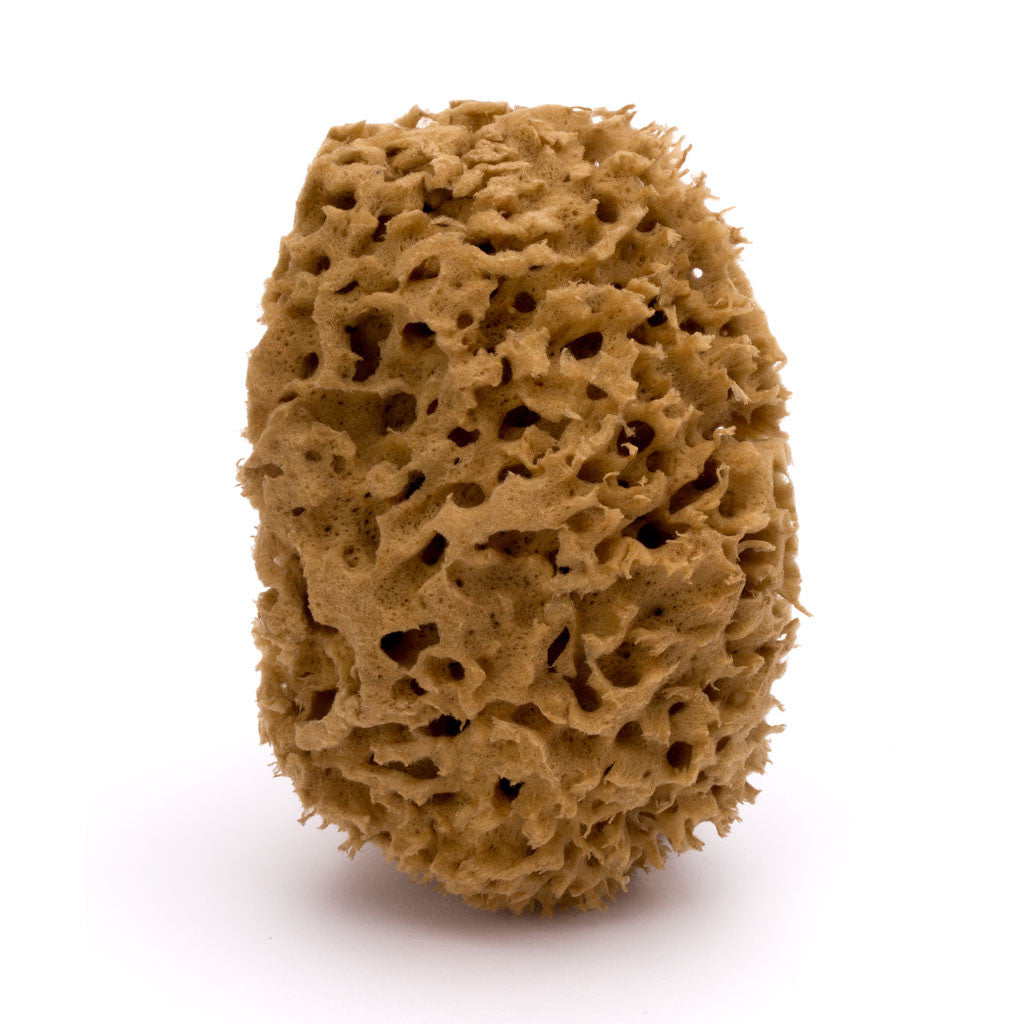 natural sponge