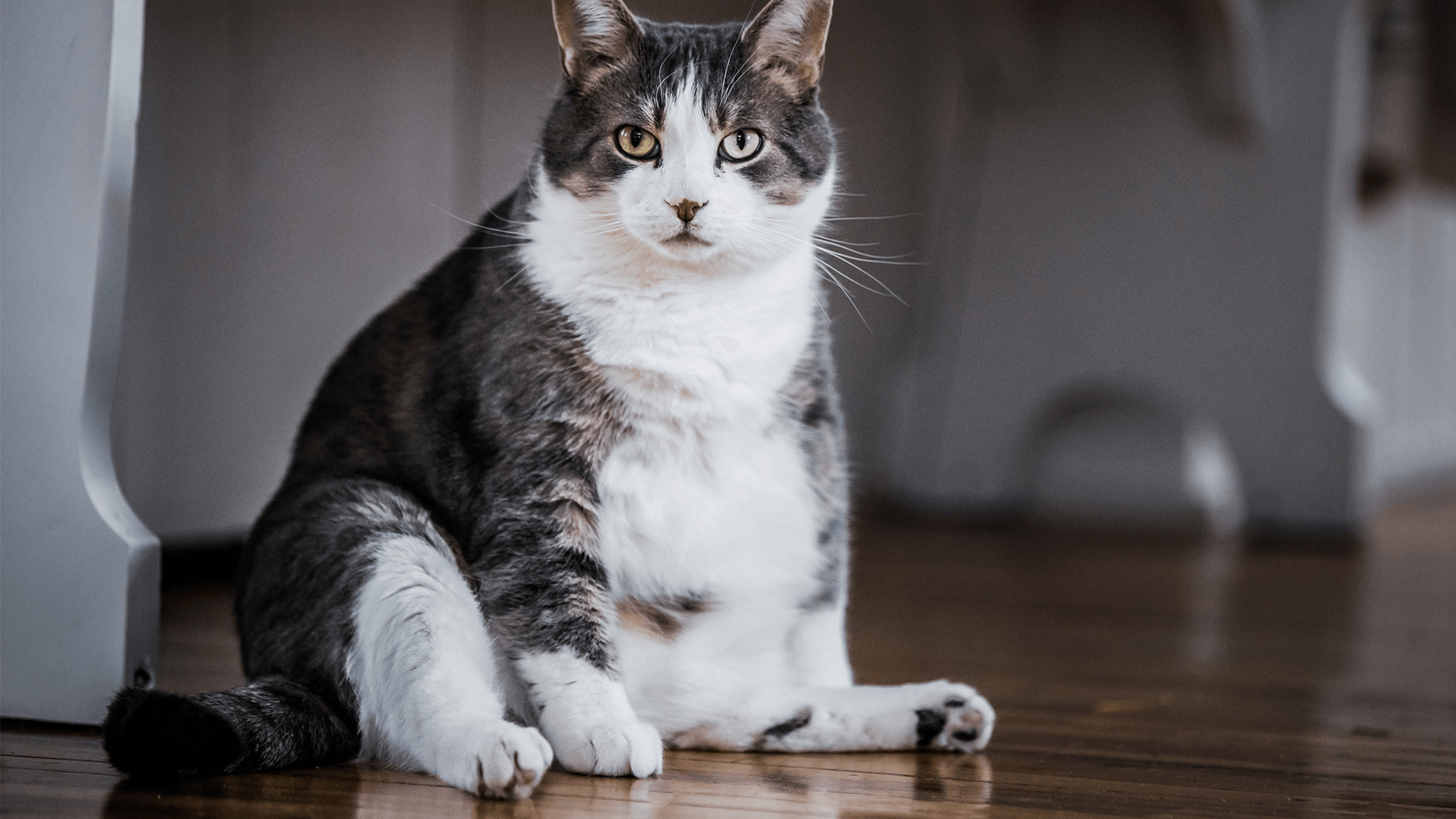Your Fat Cat Will Absolutely Have A Shorter Lifespan Than A Healthy We Doc Phoebe S Cat Co