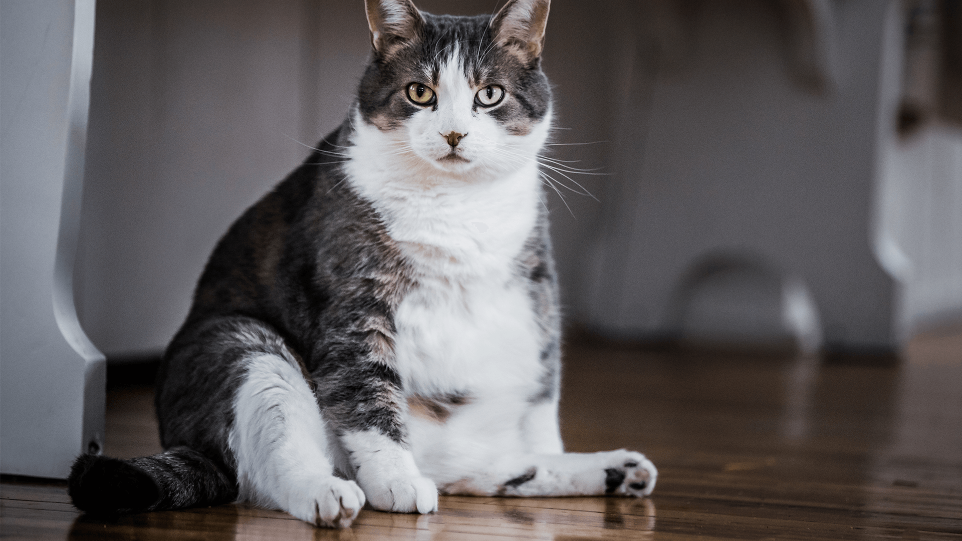 overweight cat lifespan