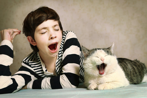 Why Do Animals Yawn Doc Phoebe S Cat Co