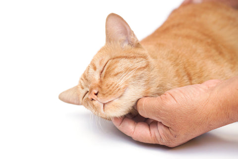 Why Do Cats Purr Doc Phoebe S Cat Co
