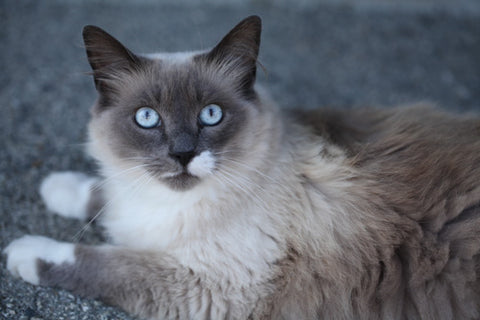 Part 2 Cats Get Heartworms Too Doc Phoebe S Cat Co