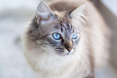 Cat Whiskers Are Amazing Doc Phoebe S Cat Co