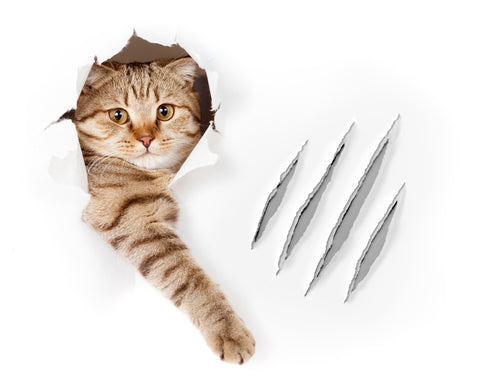 The 4 Most Important Things To Know About Cats And