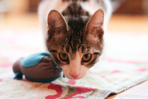 The Top 7 Things You Should Know About Your Cat And Eating Doc