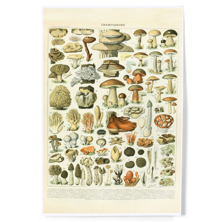 Mushrooms, C, Vintage Bookplate, Adolphe Millot Artwork art prints, metal  signs – Lantern Press