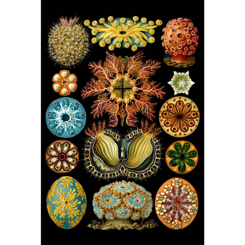 Art Forms of Nature, Ascidiae, Ernst Haeckel Artwork, Stretched Canvas Canvas Lantern Press  Lantern Press