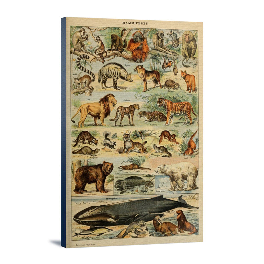 Fish, B, Vintage Bookplate, Adolphe Millot Artwork, Stretched Canvas –  Lantern Press