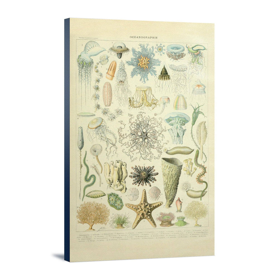 Fish, B, Vintage Bookplate, Adolphe Millot Artwork, Stretched Canvas – Lantern  Press