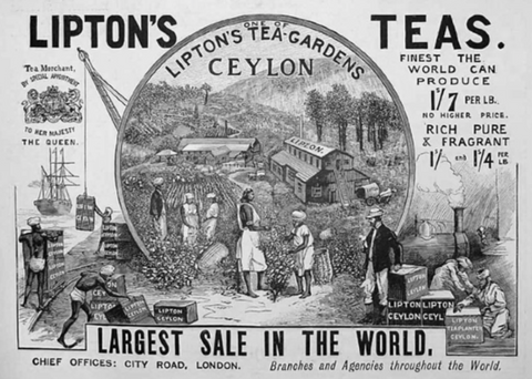 Jardines de té en Ceilán de Lipton