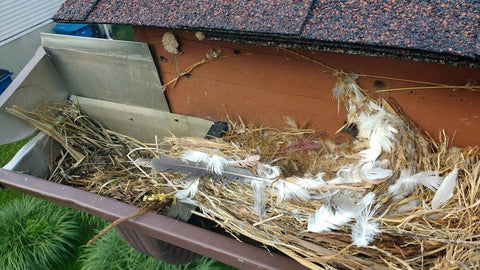 birds nest inside gutter clogging gutter, gutter guard for birds will help