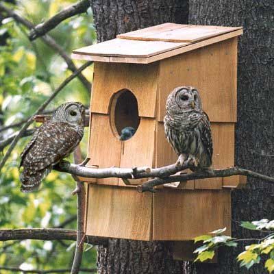 Owl Box House