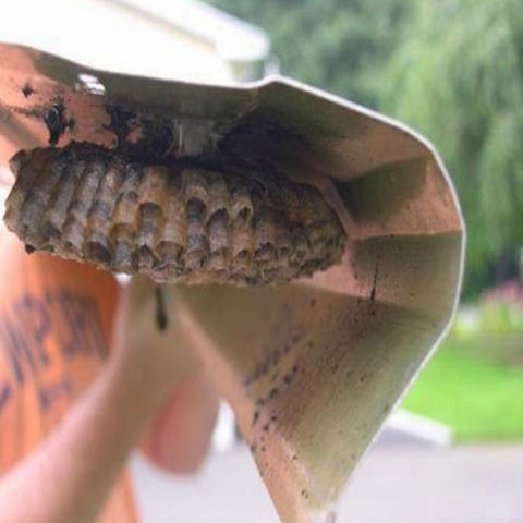 Hornets and bee hive inside gutter guard