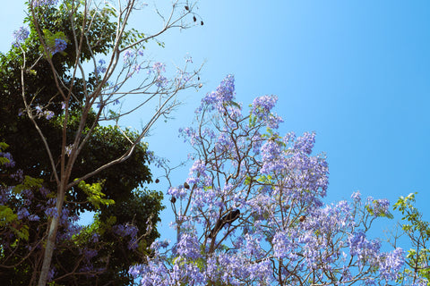 ecofriendly blue sky and floral leaves