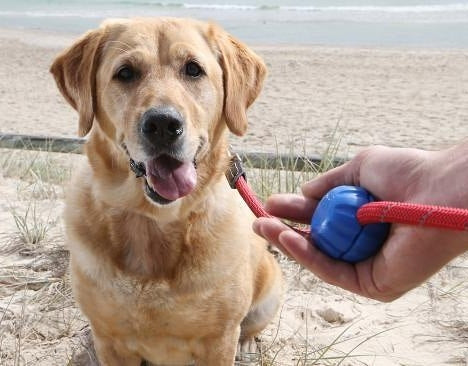 best dog leash for arthritic hands