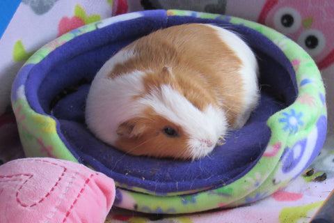 Piggy Love Guinea Pig Cage Theme