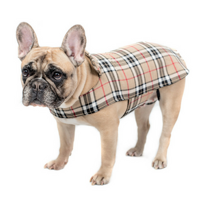 burberry dog collection